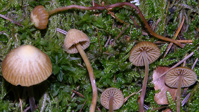 Galerina da determinare n33(2007)